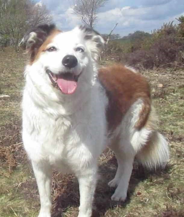 Molly Collie who came from Ferne